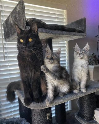 Maine Coon Parents