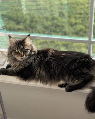 Maine Coon Parents