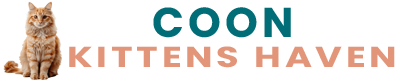 Coon Kitten Haven